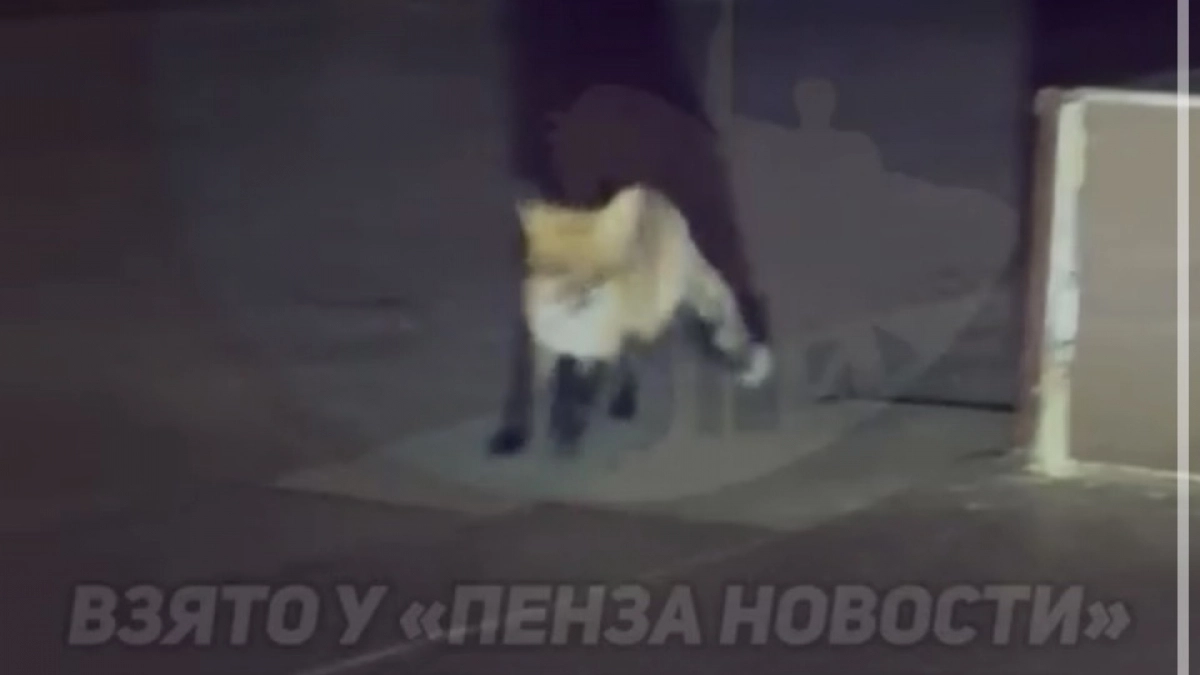 Дикая лиса устроила ночной забег у Пассажа в самом центре Пензы