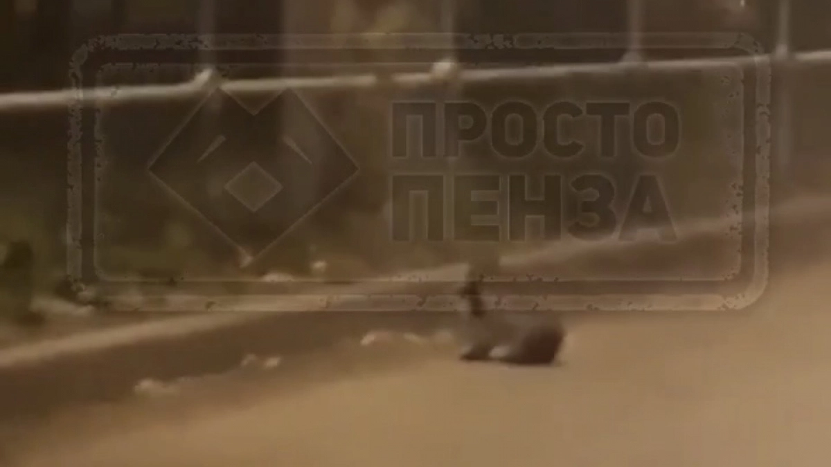 В Пензе посреди дороги заметили загадочного кролика