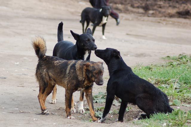 В Пензе девочку искусали бездомные собаки: соцсети 