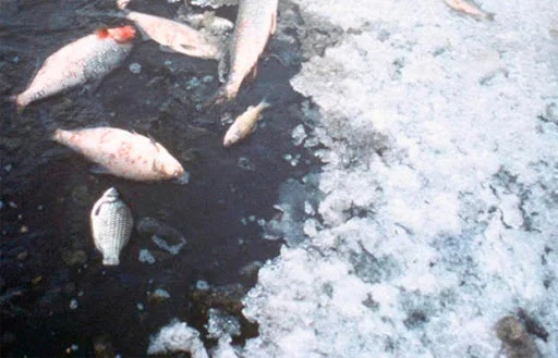 В Пензенской области завели уголовное дело из-за массовой гибели рыбы