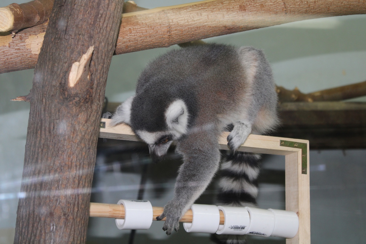 "Канаты, мячи, обручи": пензенцы могут скрасить жизнь животных из зоопарка