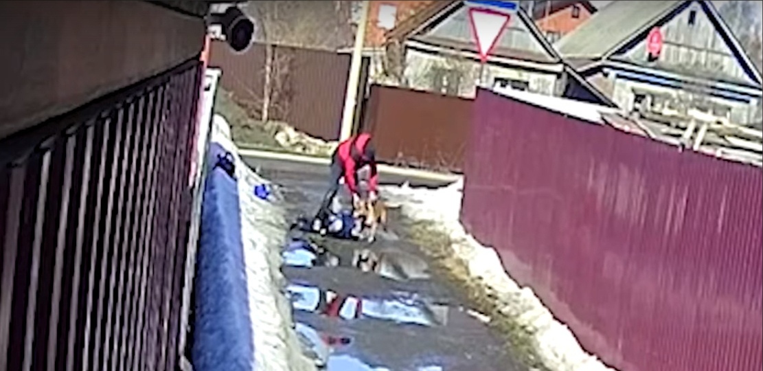Рвет зубами: появилось видео, где в Пензе безумный пес напал на мать с коляской и детей
