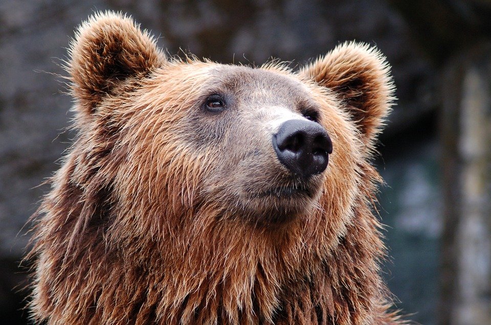 В Пензенской области обнаружили следы редкого медведя