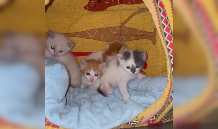 Торчали глазки бусинки: пензенцам подбросили коробку с котятами