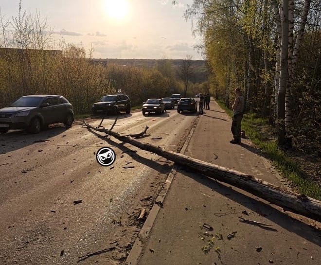 Все живы: в Пензе на авто рухнуло дерево