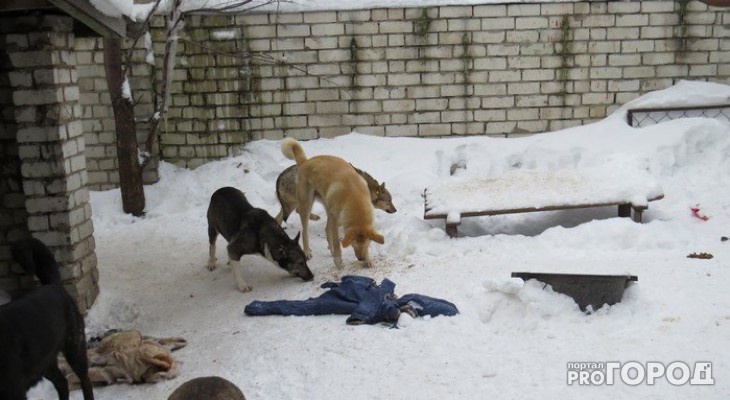 Один миллион рублей на стерилизацию бродячих собак потратят в Пензенской области 