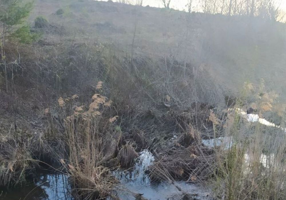 Катастрофа: в Пензенской области лес заливает нечистотами