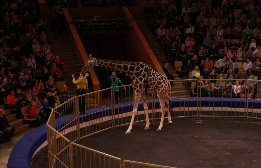 Семиметровый жираф Багир выступает в Пензе в "Дизель-Арена"