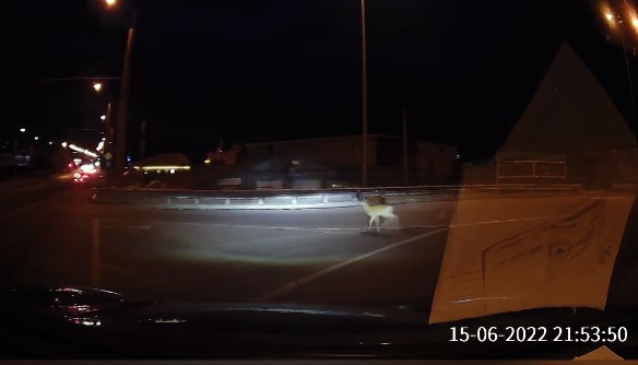 Видеорегистратор пензенца заснял перебегающего дорогу "бэмби"