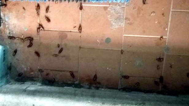 В Пензе на Минской тараканы захватили подъезд
