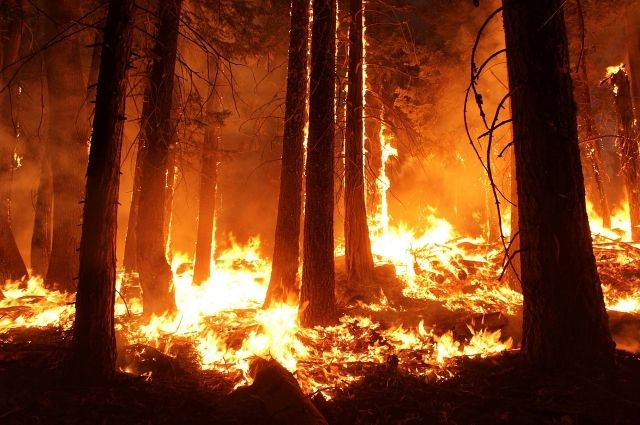 В Пензе 13 августа горел Ахунский лес