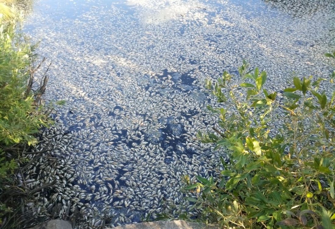 В пруду в Белинском районе заметили массовую гибель рыбы