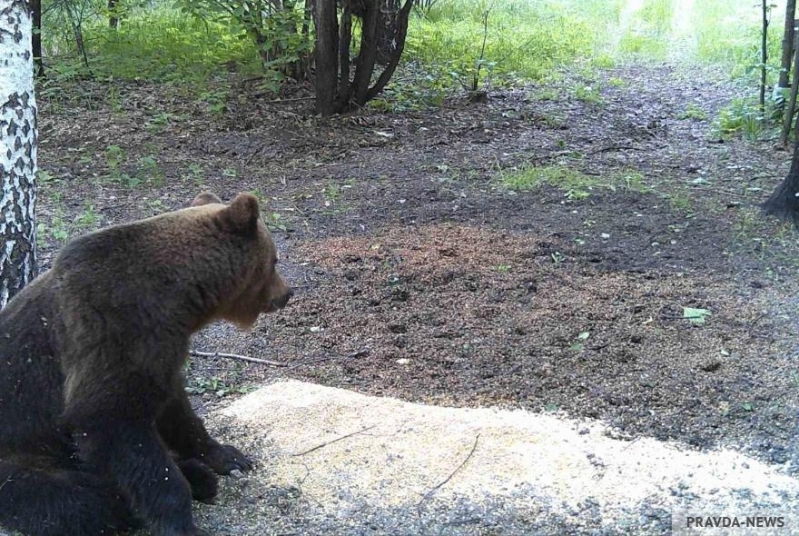В лесу в Пензенской области встретили бурого медведя 