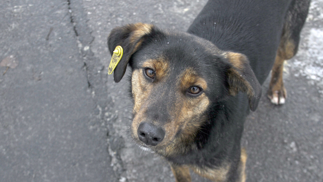 В Кузнецке на отлов бездомных собак направили 576 тыс. рублей