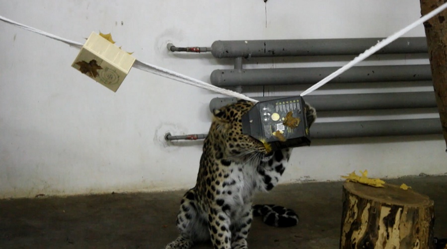 Пензенский леопард Самсон распаковал осеннюю гирлянду с угощениями в коробках
