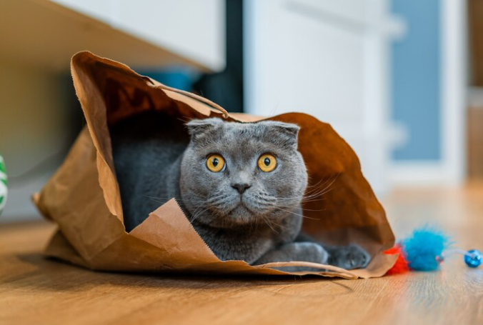 Кот в мешке: как пензенцам убедиться, что новая квартира не разочарует