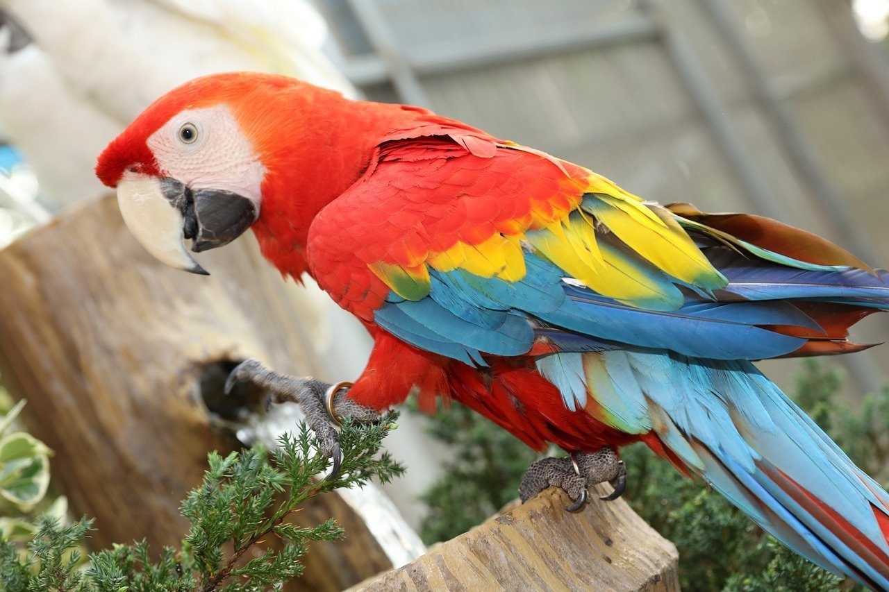 Жительница Пензы лишилась денег в надежде бесплатно получить попугая Ара
