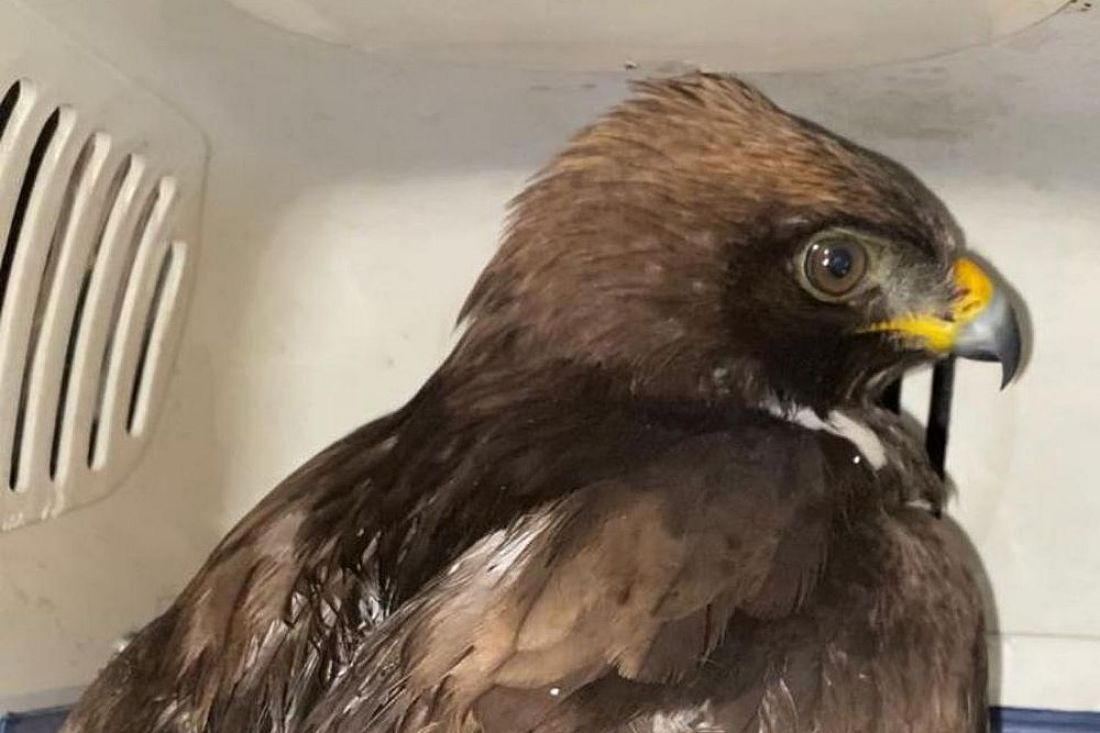 В Пензенской области спасли от смерти краснокнижного орла-карлика