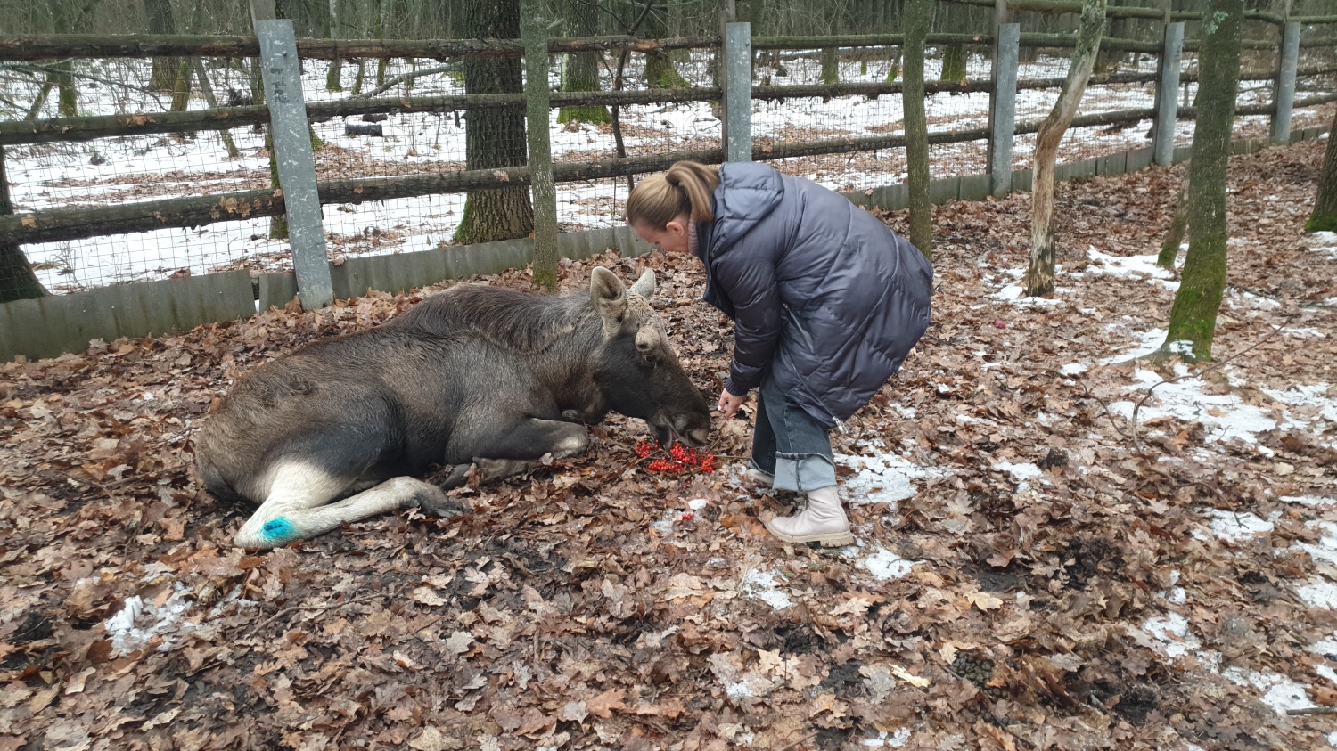 В Пензенской области спасли раненого лося и выпустили в лес 
