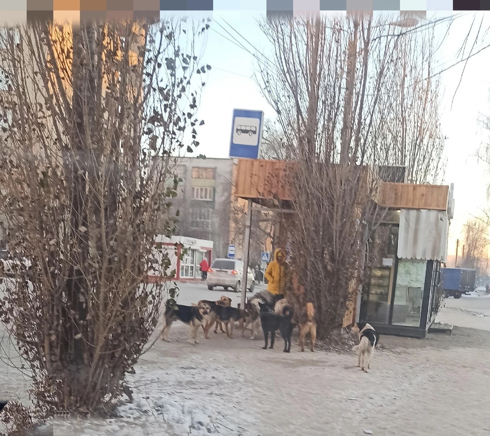 Жители Кузнецка: "Стаи бездомных собак бросаются на детей"