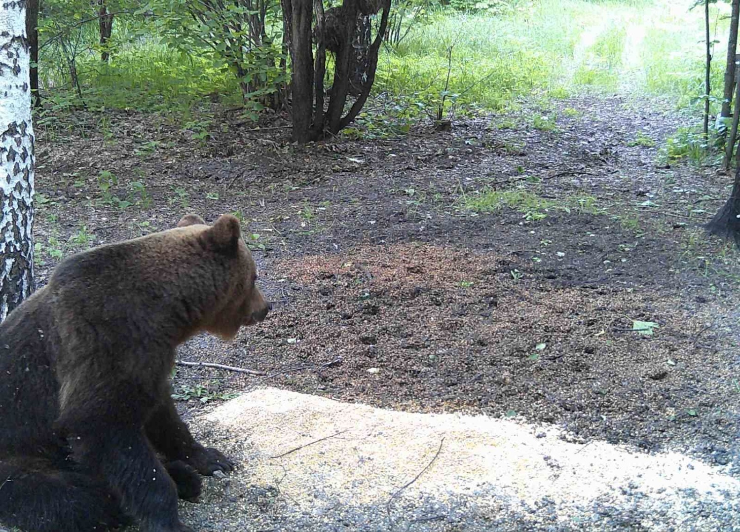 В Пензенской области зафиксировали 25 случаев пребывания медведя