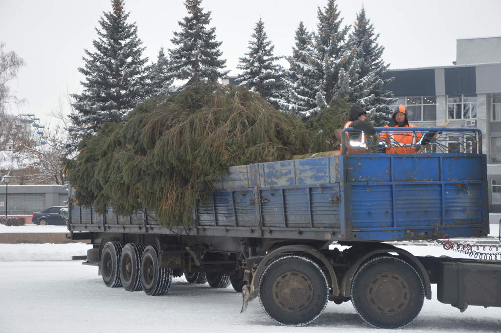 В Кузнецке решили, как будут бороться с падающими елками