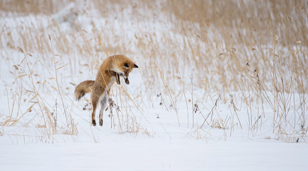 Жители Заречного все чаще видят лис