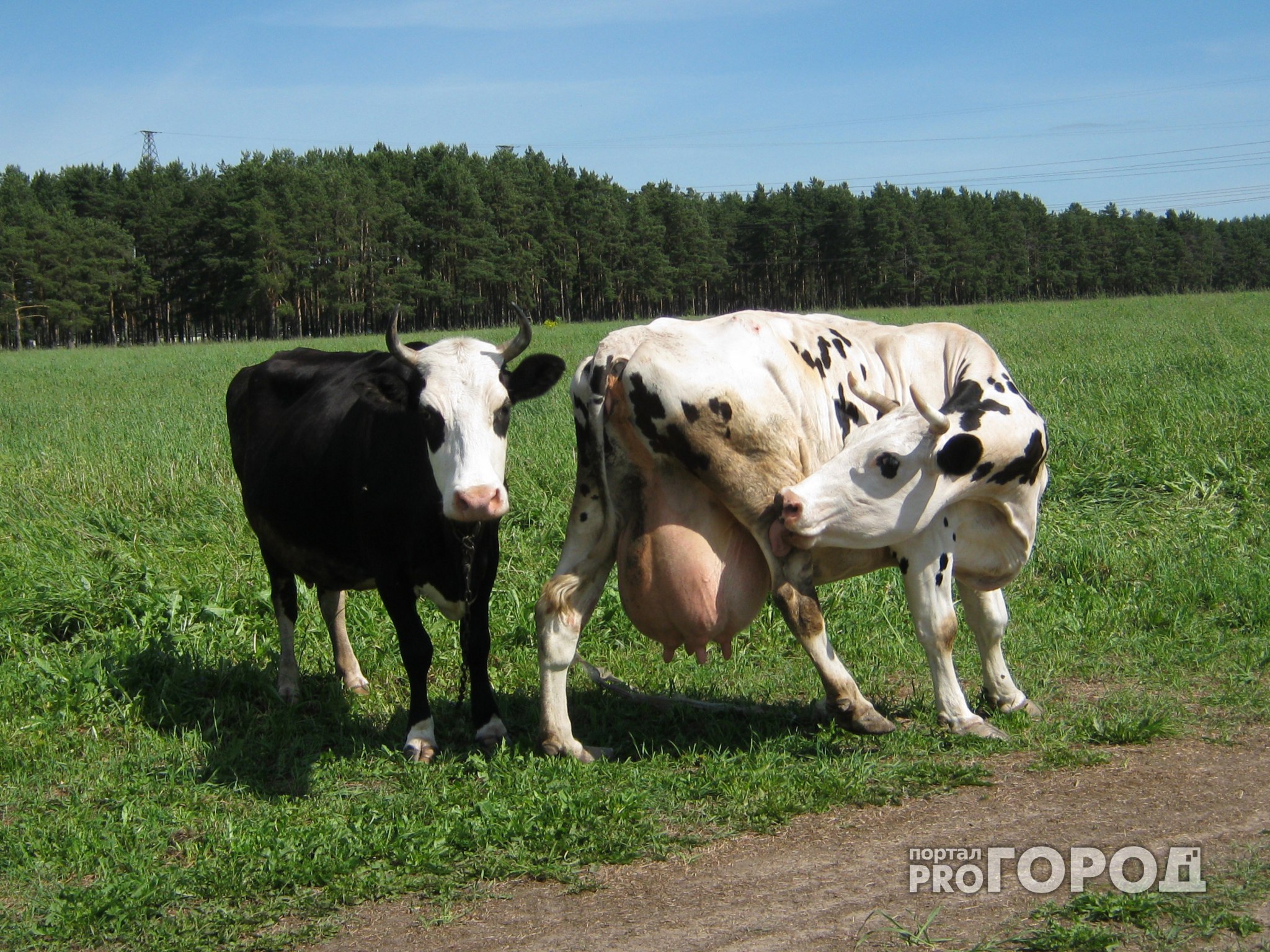 Пензенский регион лидирует в ПФО по продуктивности молочного стада