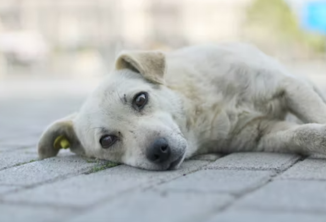 Прокуратура Пензенской области выявила многочисленные нарушения по отлову бездомных собак
