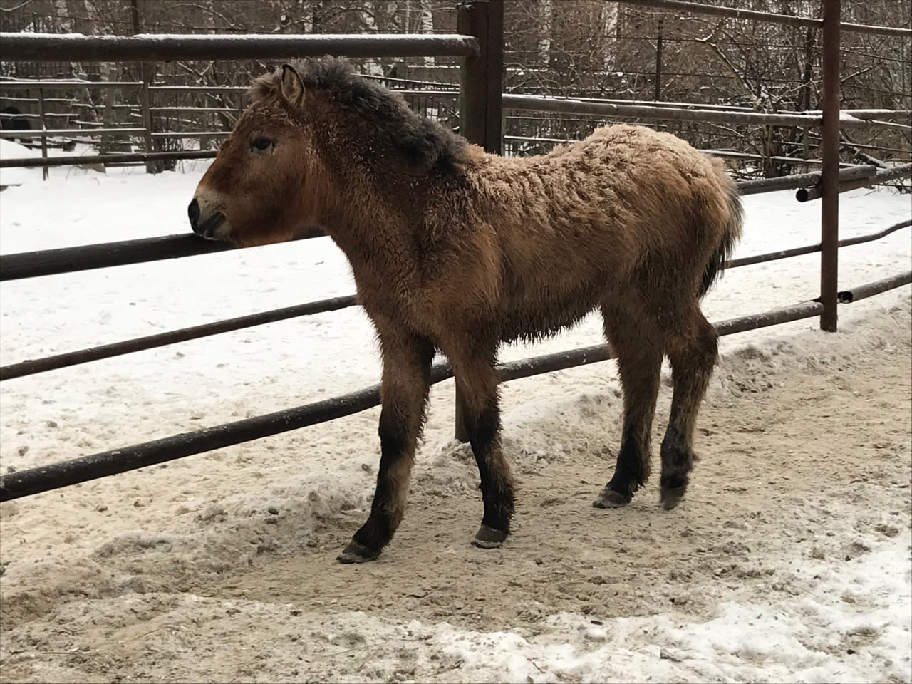 В зоопарке Пензы появилась 5-месячная Лошадь Пржевальского