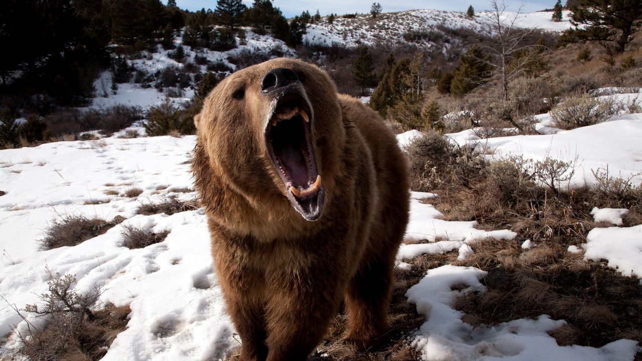 Пензенцев предупредили о выходе из зимней спячки бурого медведя