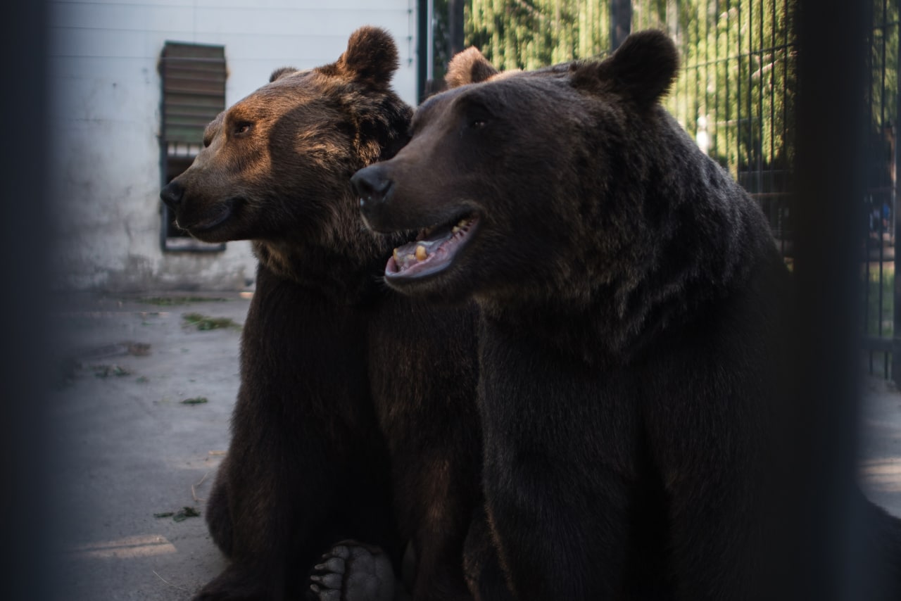 В Пензенском зоопарке изменится режим работы с 22 марта