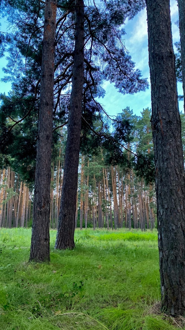 В Пензенской области создадут особую охраняемую природную зону площадью более 323 гектар
