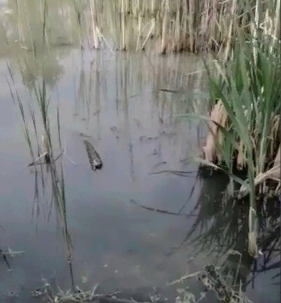 В Пензе специалисты подтвердили информацию о загрязнении ручья Безымянный