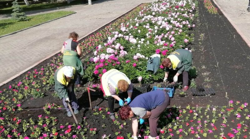 В Пензе этим летом в клумбы высадят 250 тысяч однолетних растений