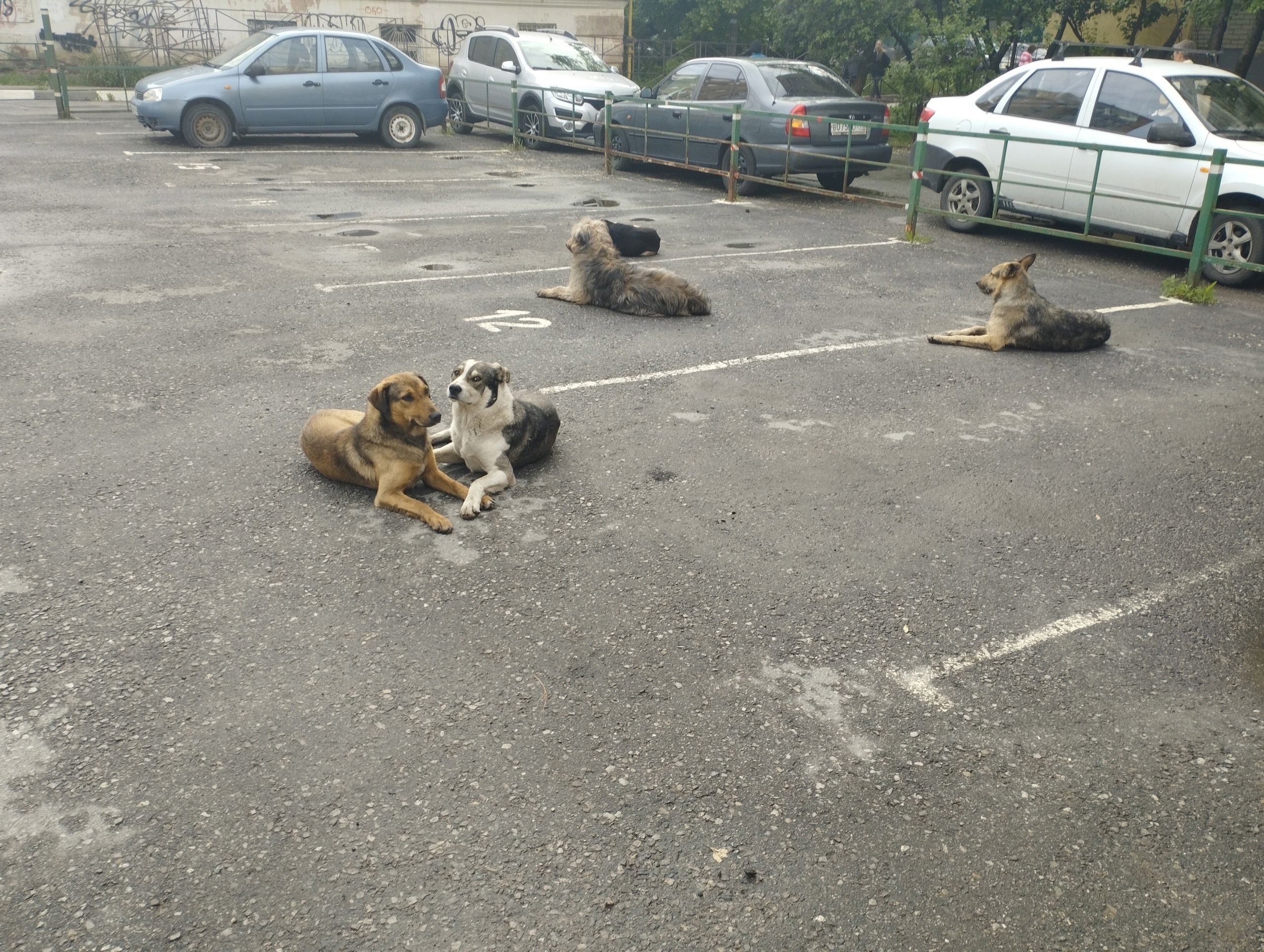 Жители Пензы пожаловались на бездомных собак "захвативших" город.