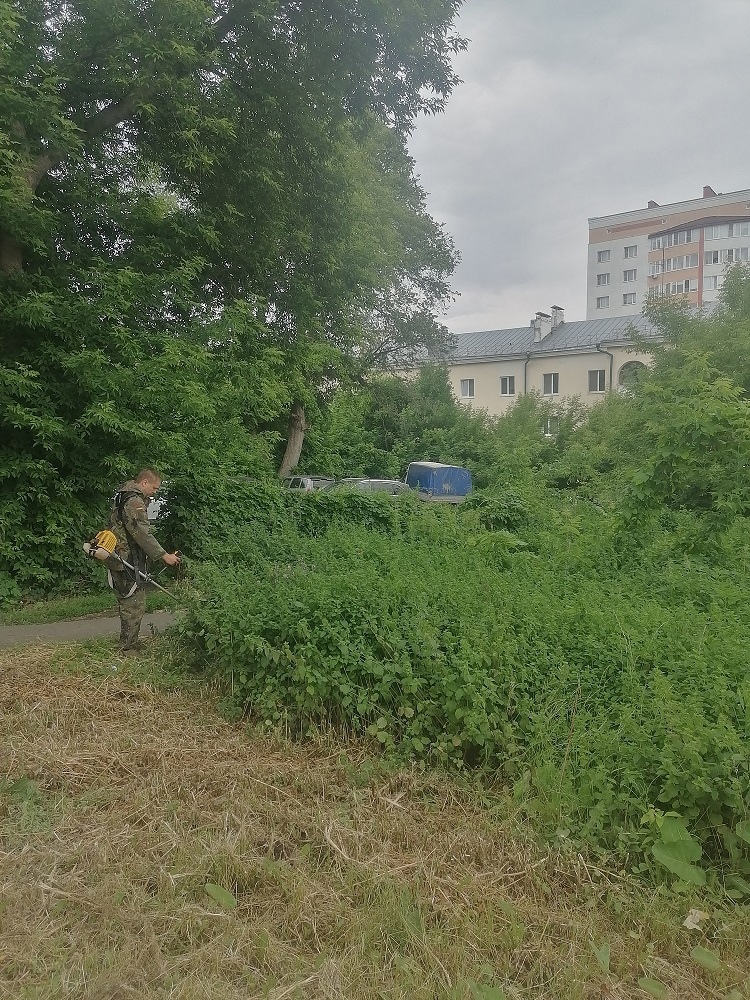 В Пензе на улице Свердлова уничтожили смертельно опасное растение