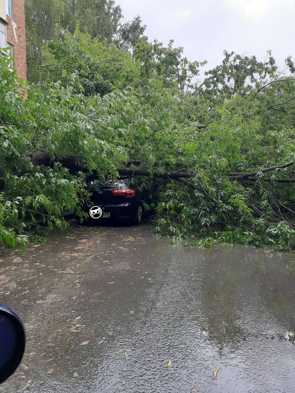 В Пензе на улице Кулибина на автомобиль рухнуло дерево