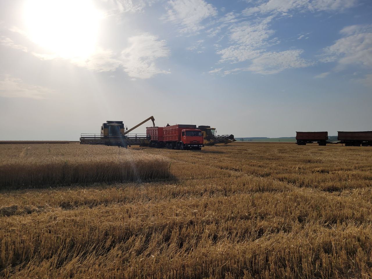В Пензенской области начали убирать пшеницу, капусту и картофель