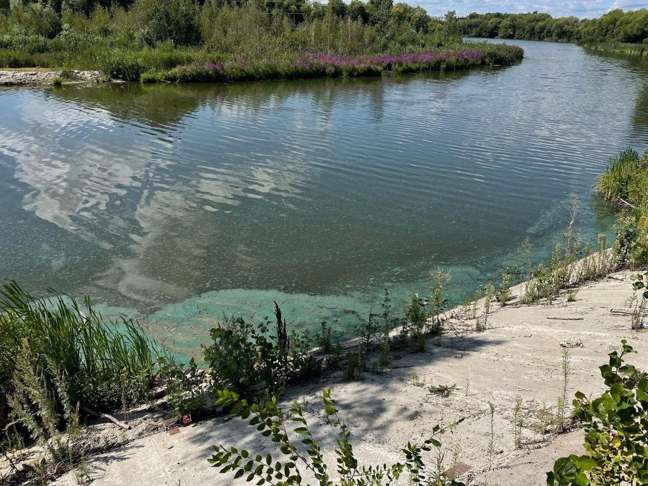 Пензенцы заметили зелёную пленку на реке недалеко от фабрики Маяк
