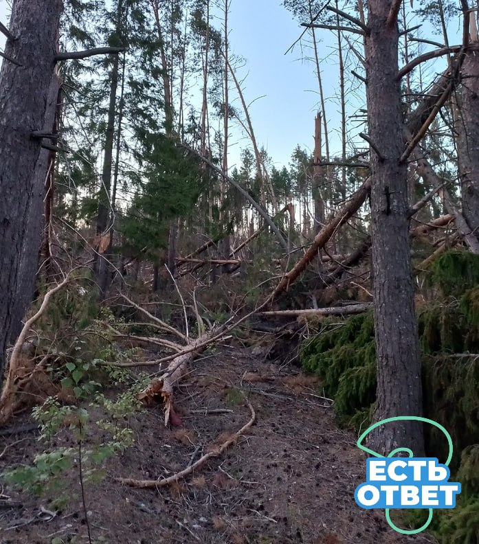Жителей Никольска волнует состояние деревьев в лесу недалеко от школы № 2