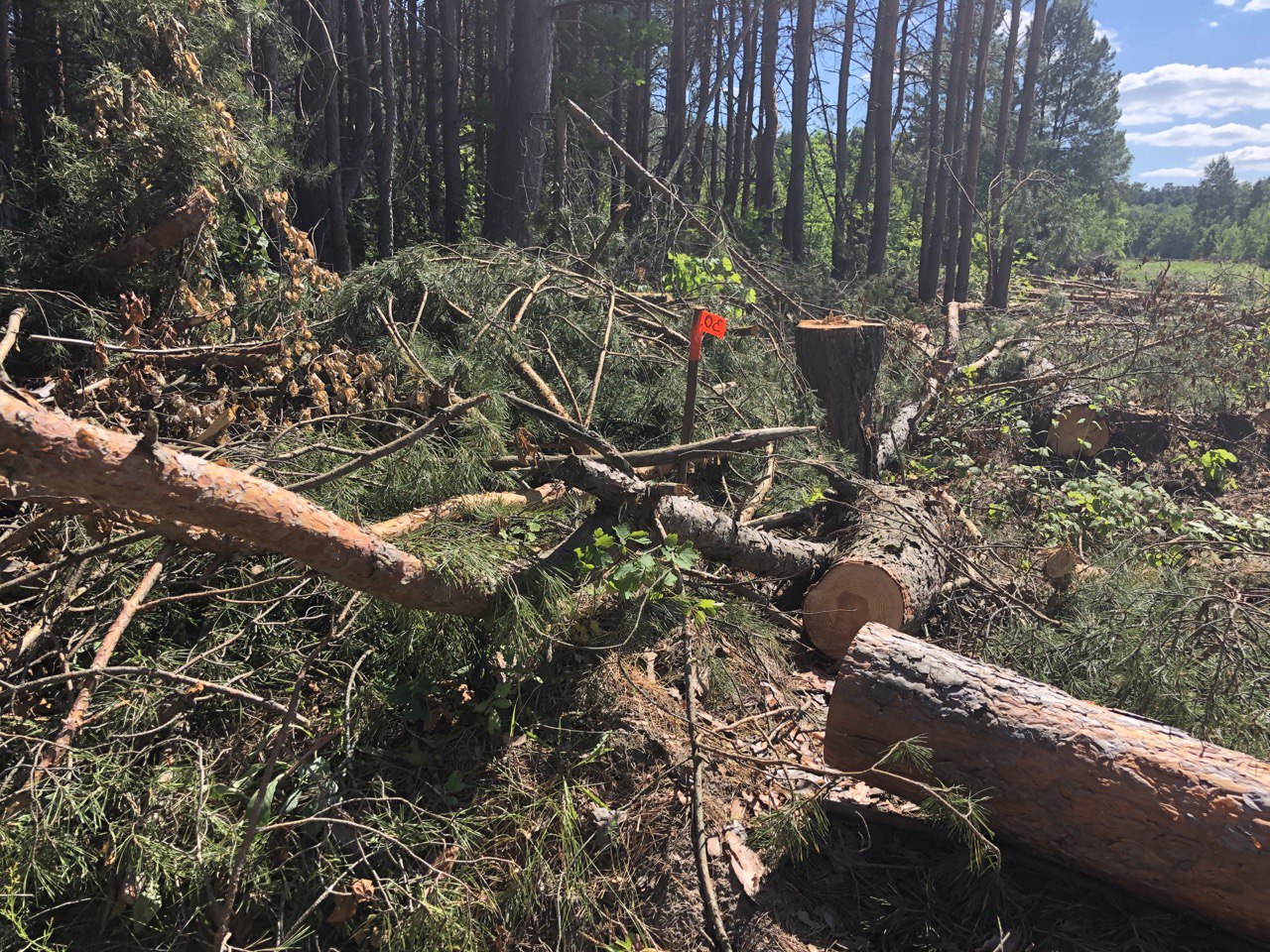 На территории Ахунского-Ленинского лесничества незаконно вырубили деревья почти на 500 тыс. рублей