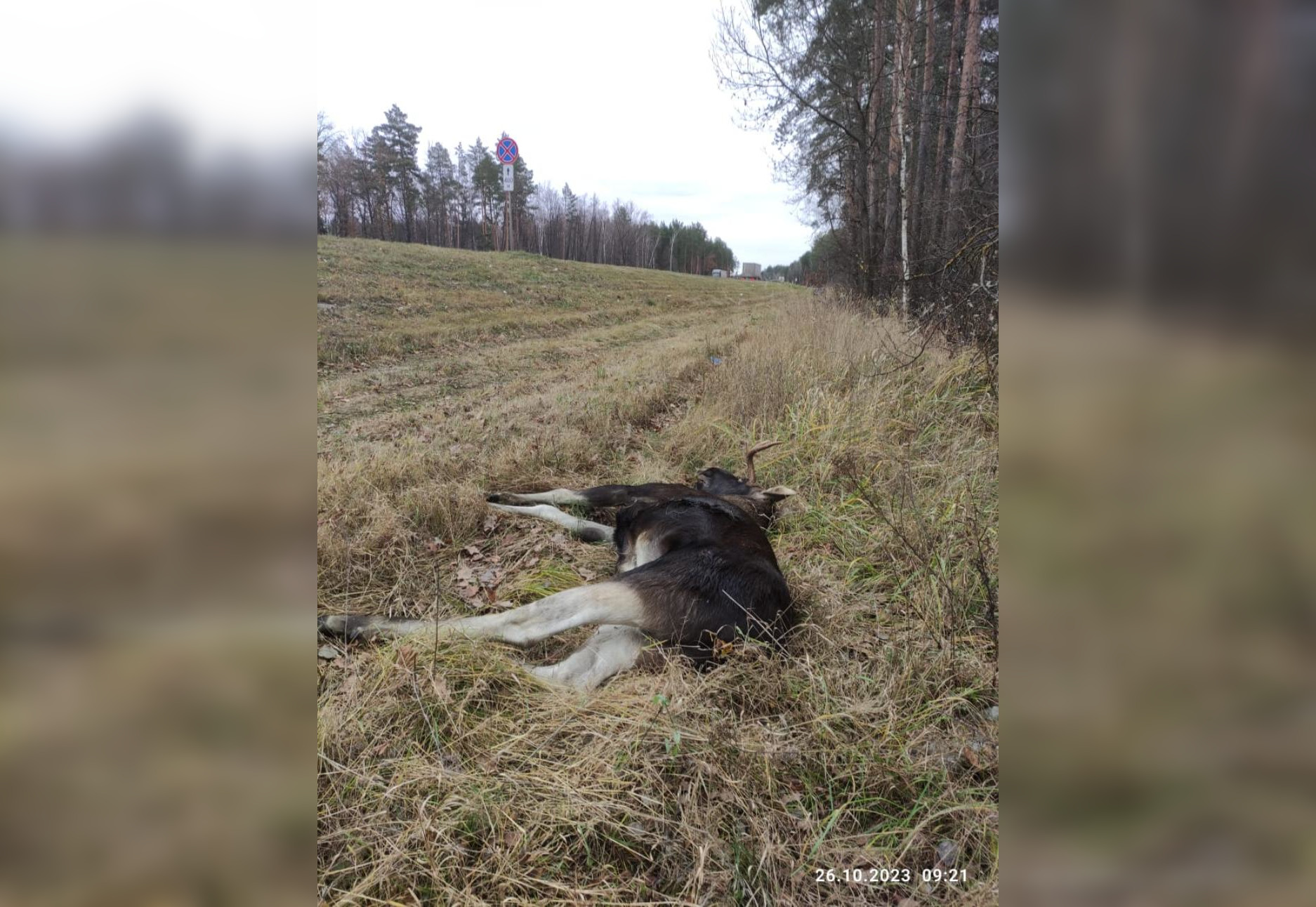 В Пензе браконьер застрелил лося, чем нанес ущерб животному миру в 240 тысяч рублей 