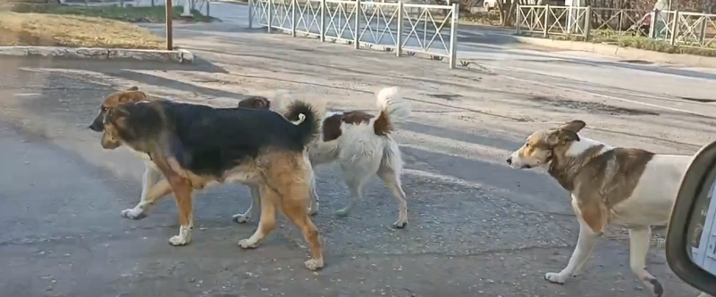 Жителей улицы Краснова терроризируют стаи бродячих собак