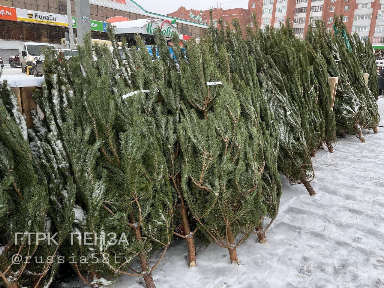 Пензенцам рассказали, на каких елочных базарах из 77, можно купить новогоднее дерево со скидкой 
