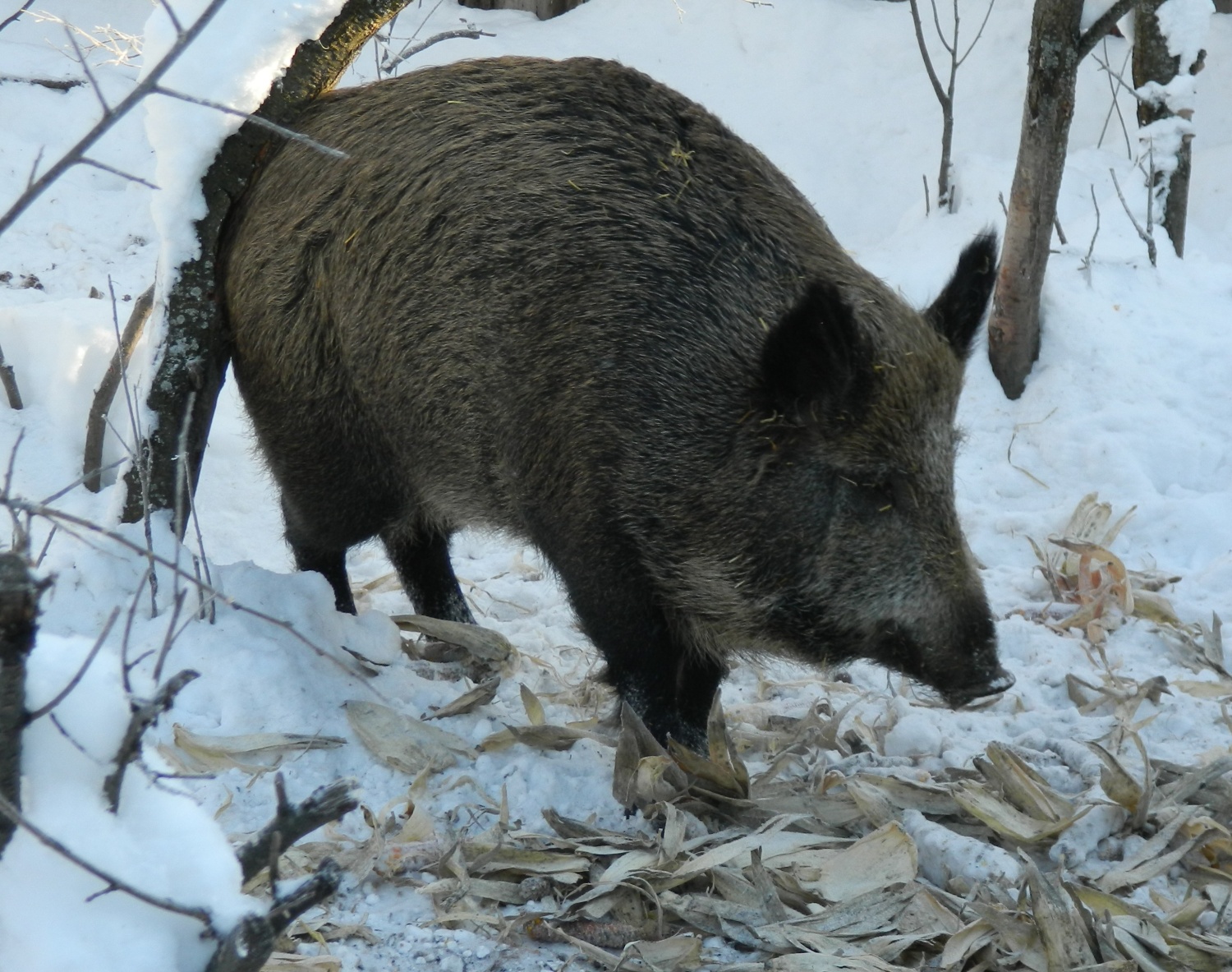 В Пензенской области 29 февраля закрыли сезон охоты на кабана и пушных животных