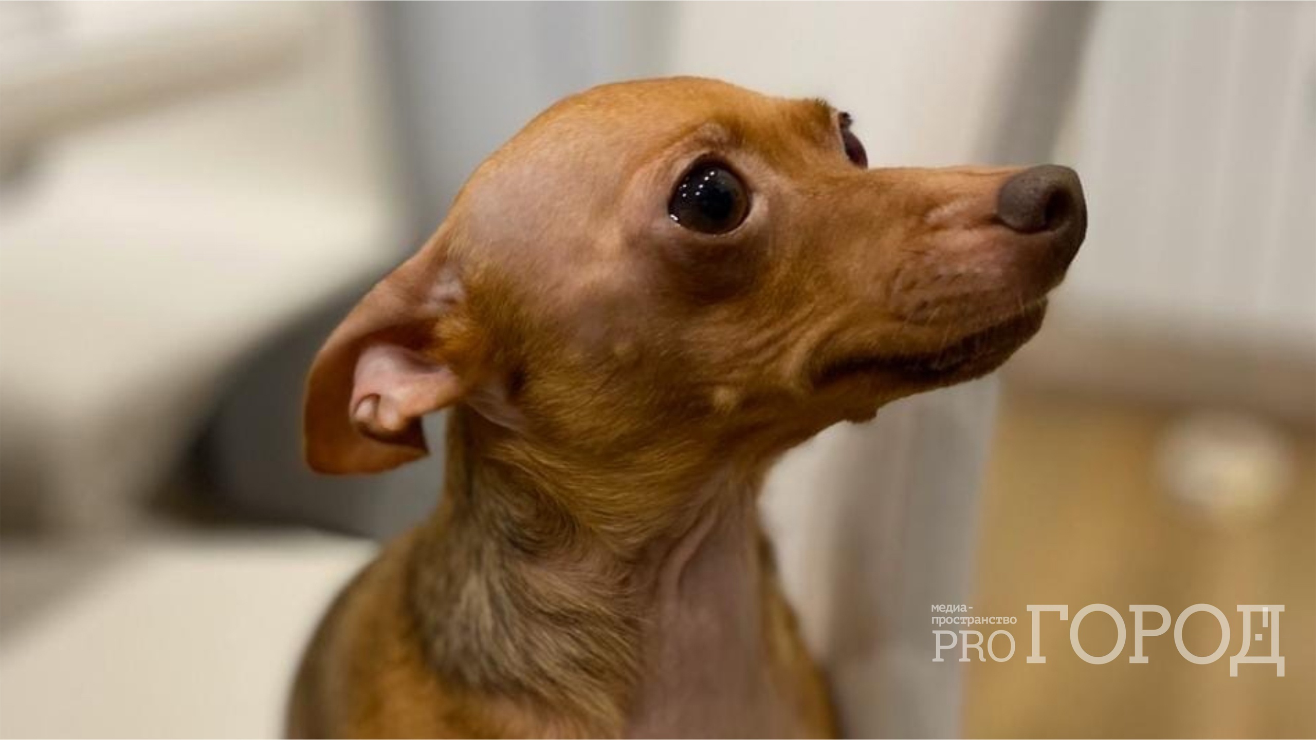 В 2023 году бесплатно стерилизовали более 1200 собак в Пензенской области 