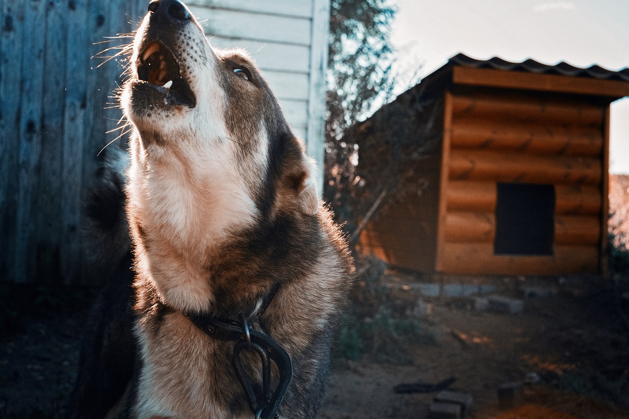 В Заречном на отлов бродячих собак потратят 159,7 тыс. рублей