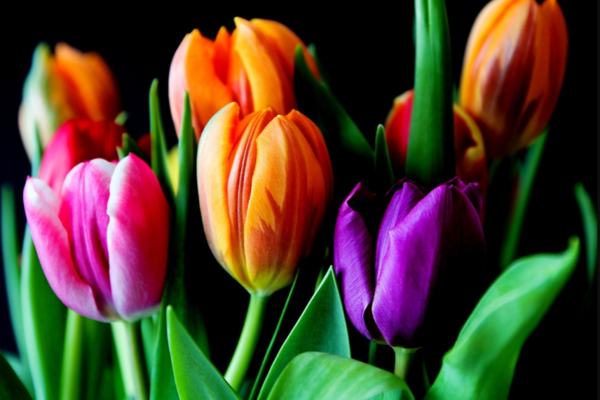 Значение цветов в букете на 8 Марта: что символизируют розы, тюльпаны и другие