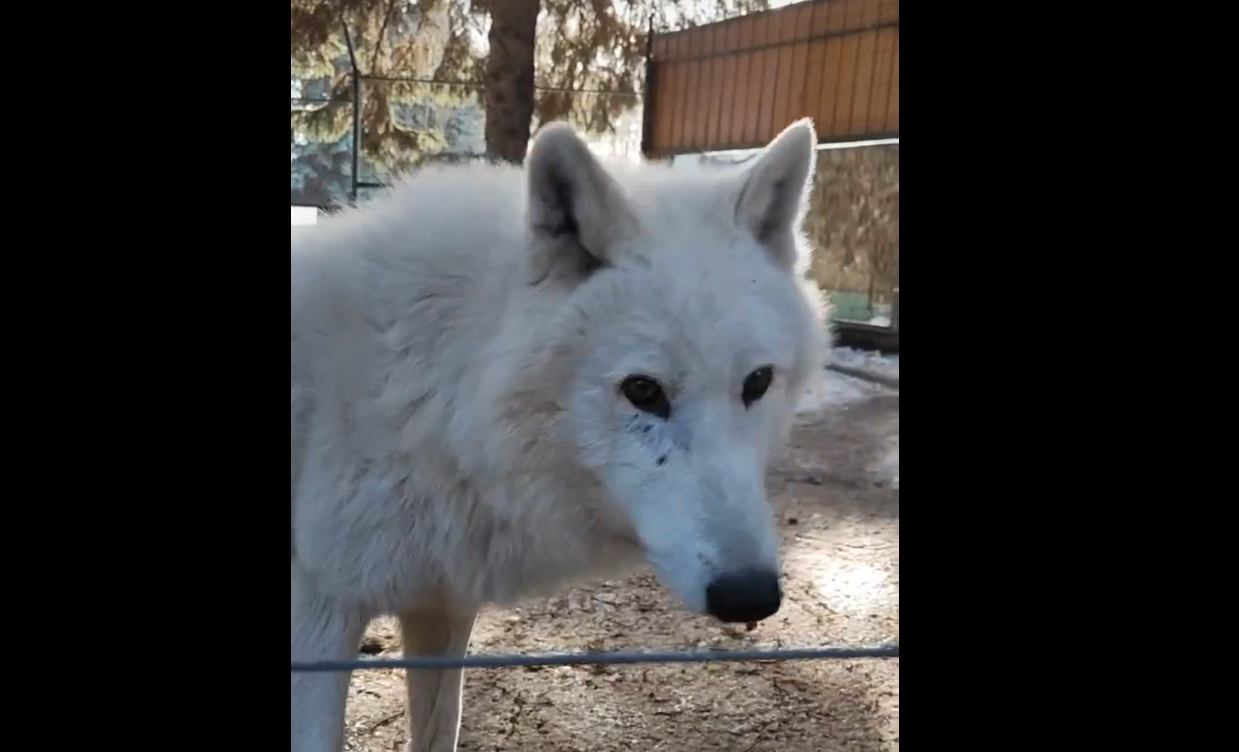 Зоопарк Пензы показал видео с прогулки полярных волков в весеннем городе